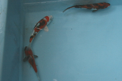 20080120 003tl-400.jpg